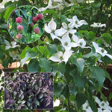 Cornus kousa Cappuccino