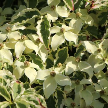 Cornus kousa China Dawn