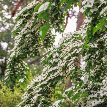 Cornus kousa - Cornejo japonés