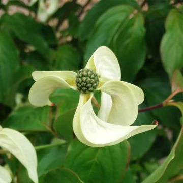 Cornus kousa Couronne