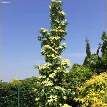 Cornus kousa Flower Tower
