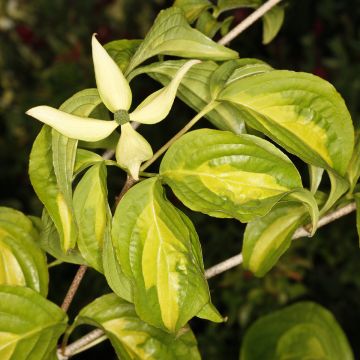 Cornus kousa Gold Star