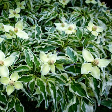 Cornus kousa Laura