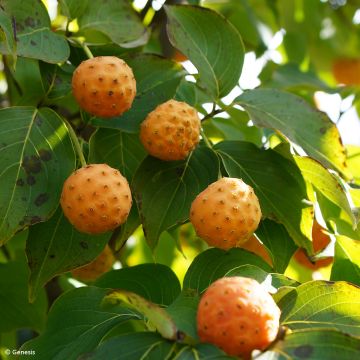 Cornus kousa subsp. chinensis Mandarin Jewel
