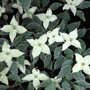 Cornus kousa Pevé Foggy