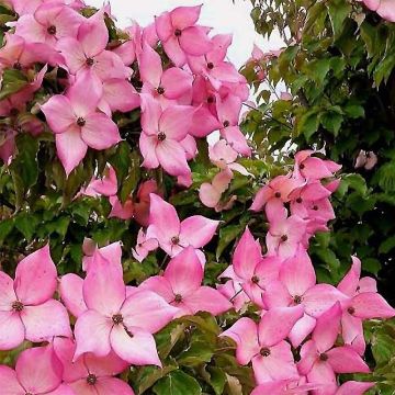 Cornus kousa Rosy Teacups