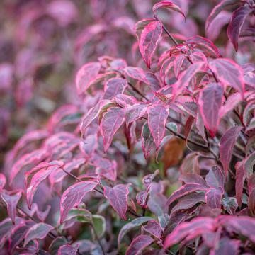 Cornus kousa Shira-yuki