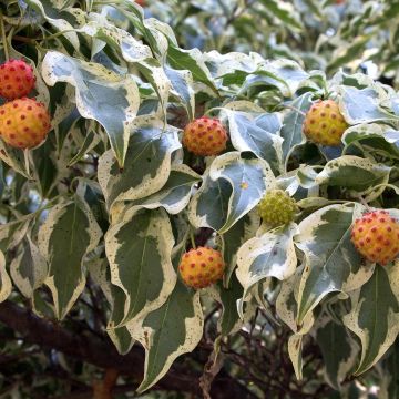 Cornus kousa Wolf Eyes