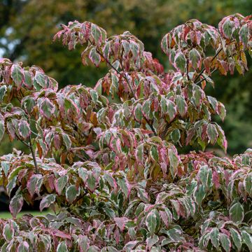 Cornus kousa Wolf Eyes
