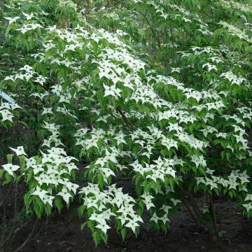 Cornus kousa Chinensis