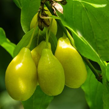Cornejo macho Alosza - Cornus mas