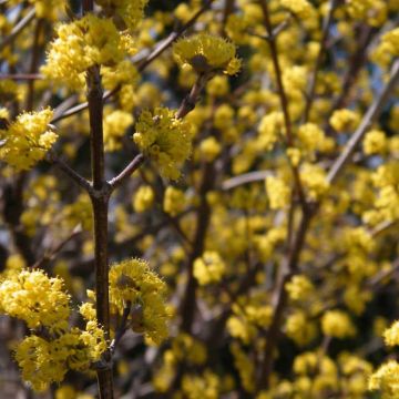 Cornejo macho Aurea - Cornus mas