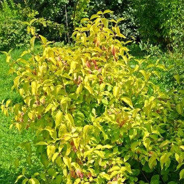 Cornejo macho Aurea - Cornus mas