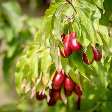 Cornejo macho Bolestraszycki - Cornus mas