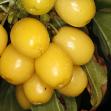 Cornejo macho Flava - Cornus mas