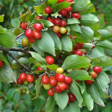 Cornejo macho Juliusz - Cornus mas