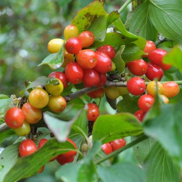 Cornejo macho Koralowyj Marka - Cornus mas