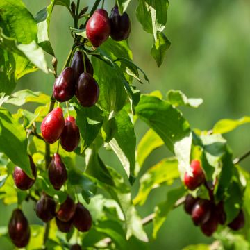 Cornejo macho Nikołka - Cornus mas