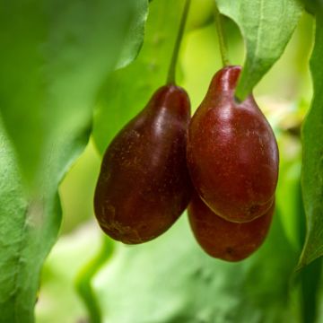 Cornejo macho Starokijewskij - Cornus mas