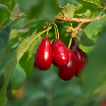 Cornejo macho Swietljaczok - Cornus mas