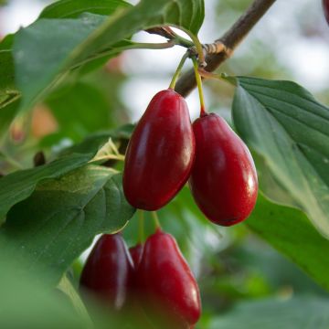 Cornejo macho Szafer - Cornus mas