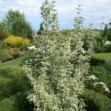Cornejo macho Variegata - Cornus mas