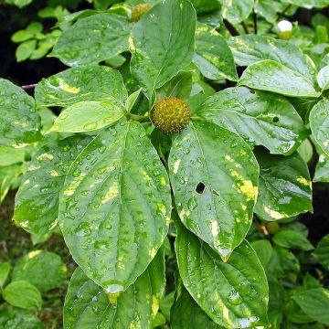 Cornus nuttallii Gold Spot - Cornejo del Pacífico​