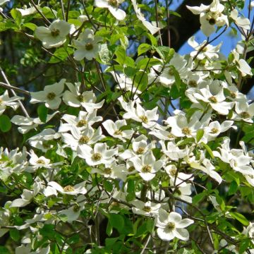Cornus nuttallii Ascona - Cornejo del Pacífico​