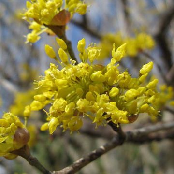 Cornus officinalis - Cornejo officinalis
