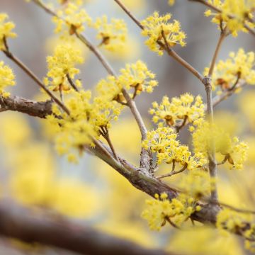 Cornus officinalis - Cornejo officinalis
