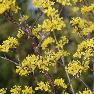 Cornus officinalis Robin's Pride - Cornejo officinalis