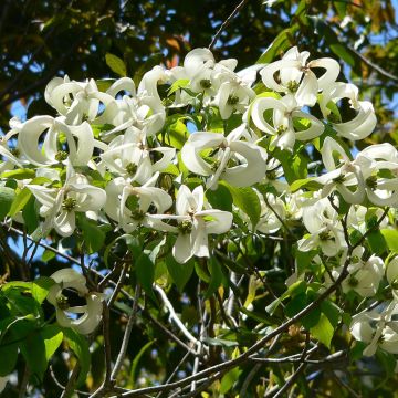 Cornus florida subsp. urbiniana - Cornejo florido