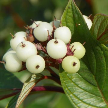Cornus sericea Baileyi - Cornejo colorado de arroy