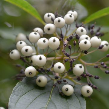 Cornus sericea Baileyi - Cornejo colorado de arroy