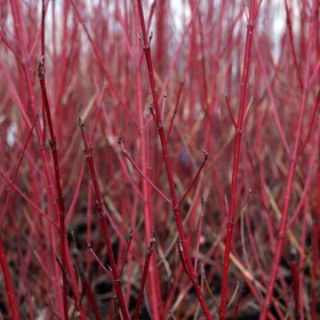 Cornus sericea Firedance- Cornejo colorado de arroy