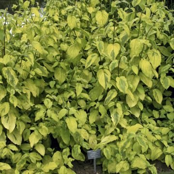 Cornus sericea Sunshine - Cornejo colorado de arroy