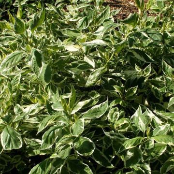 Cornus sericea White Gold - Cornejo colorado de arroy