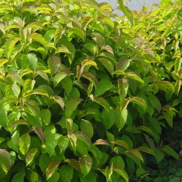 Cornus sericea Kelsey's Dwarf - Cornejo colorado de arroy