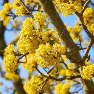 Cornejo macho Kasanlak - Cornus mas
