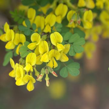 Hippocrepis emerus - Zapatitos de la Virgen