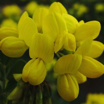 Coronilla valentina subsp. glauca - Coronilla del jardín
