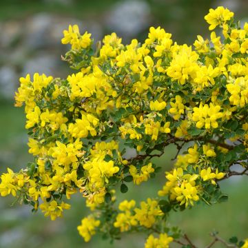 Coronilla valentina subsp. glauca - Coronilla del jardín