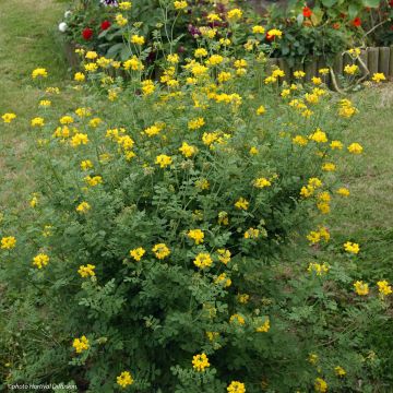 Coronilla valentina subsp. glauca Sélection