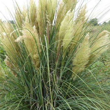 Cortaderia selloana Evita