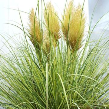 Cortaderia selloana Golden Goblin
