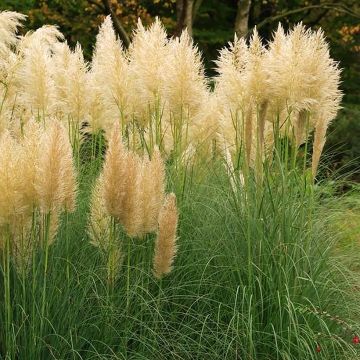 Cortaderia selloana Mini Pampas Gold
