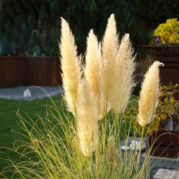 Cortaderia selloana Mini Pampas