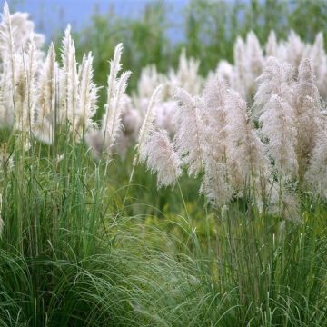 Cortaderia selloana Mini Silver Pampas