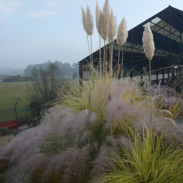 Cortaderia selloana Splendid Star