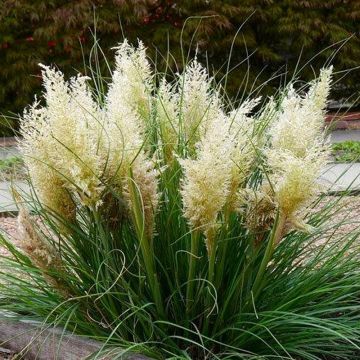 Cortaderia selloana Tiny Pampa